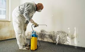 Best Environmental Consulting for Mold Prevention  in Gunter, TX