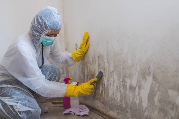 Best Mold Odor Removal Services  in Gunter, TX