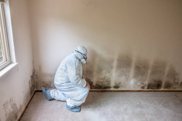 Why You Should Choose Our Mold Remediation Services in Gunter, TX